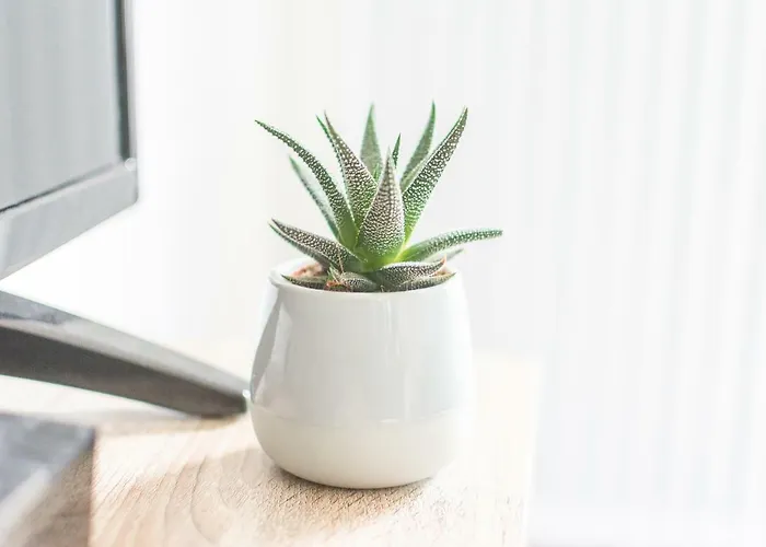 Appartement La Douce Angevine *